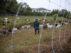 Cornelia Seeholzer and the goats in Regina