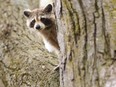 While initially limited to the countryside, raccoons have increasingly moved into cities like Hamburg, Berlin and Munich, as they've "discovered better food and nicer accommodation."