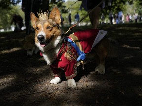 Ruffus a Cardiganshire Corgi takes part in a parade of corgi dogs in memory of the late Queen Elizabeth II, outside Buckingham Palace, in London, Sunday, Sept. 3, 2023.
