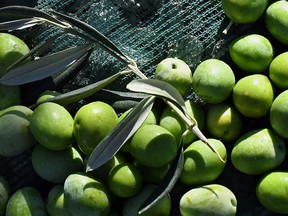 Drought in Spain, the world's largest producer and exporter, has sent olive oil prices soaring to record highs.
