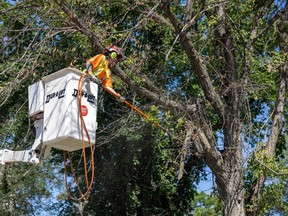 City of Regina crews took down a tree with Dutch elm disease in Victoria Park on July 15, 2022.