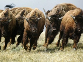 Purebred plains bison run through the prairie grasses near Eastend, Sask., Monday, May 16, 2004. The collapse of the teeming bison herds that once blackened the prairie was an economic catastrophe that still affects those who once depended on them, new research suggests.