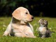 Puppy and kitten