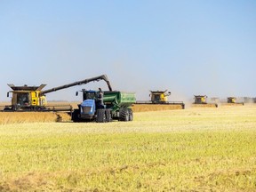 Several combines, grain carts and semi tractor trailers harvest a canola field near Kronau in October of 2022.