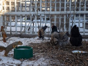 Amy Snider's chickens