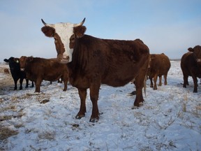 Cattle stand in a pasture on a farm near Bulyea, Saskatchewan in January of 2020.