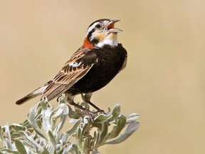 The Chestnut-collared Longspur is found in southern Saskatchewan and nests primarily in short-grass native prairie. It is one of the grassland species threatened by habitat loss.
