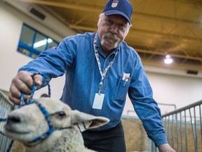 Former Regina Pats defenceman Kim MacDougall raises prize-winning sheep and also handled most of the organizing for the team's 50-year celebration of its Memorial Cup championship. Photo by Brandon Harder/REGINA LEADER-POST
