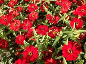 Profusion red zinnias.