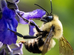 File photo of a wild bee gathering pollen.