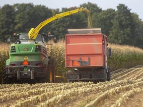 Corn silage, to be used as cattle feed, is harvested in this file photo.