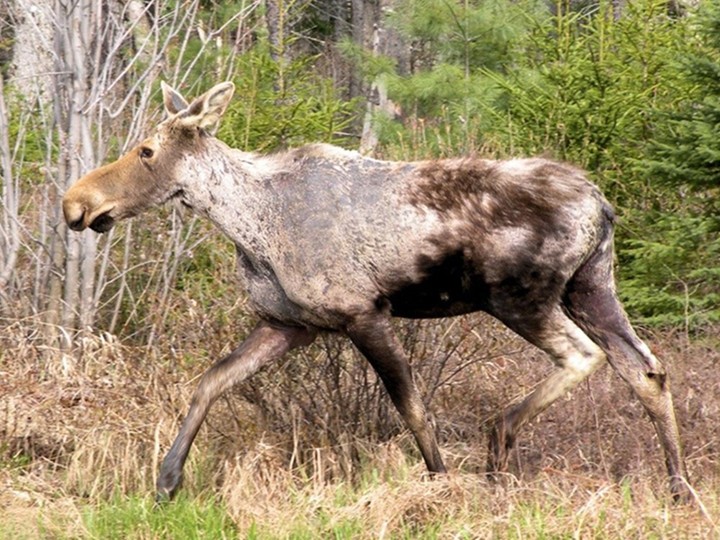  Known as a “ghost moose,” this adult shows the hair loss typical of moose covered with ticks. Credit: Dan Bergeron, New Hampshire Fish and Game Dept.