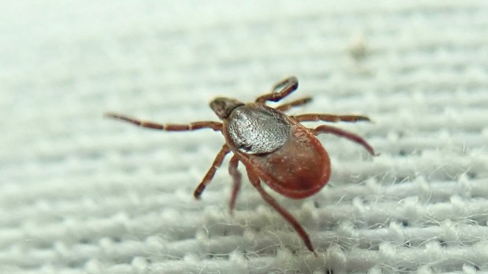 Explainer: How to protect yourself and pets from ticks