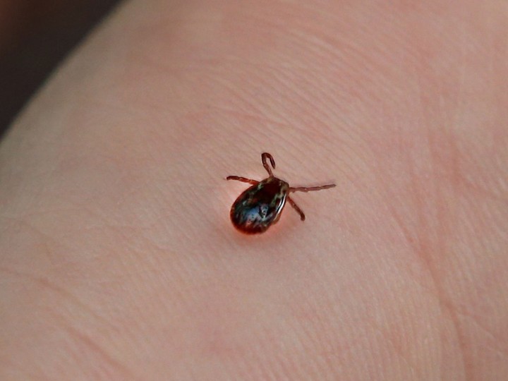 Performing a tick check after spending time in brush, tall grass or wooded areas is important