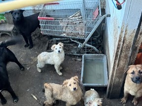 A picture of the dogs rescued by RHS