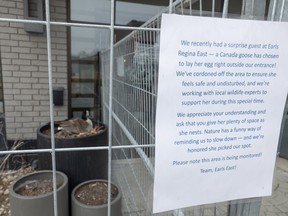 Goose makes nest near entrance to Regina Earls restaurant Rehmat Boutique A sign in front of a Regina Earls location notifying patrons of a goose and her eggs