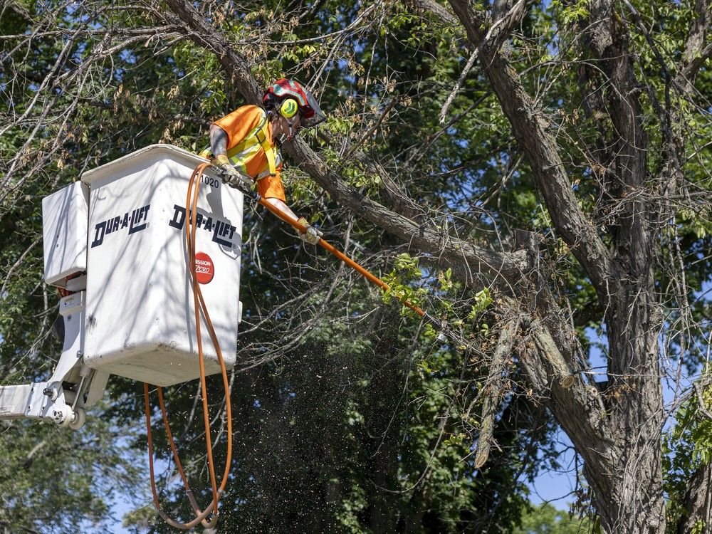 Regina Faces Alarming Rise in Dutch Elm Disease Cases