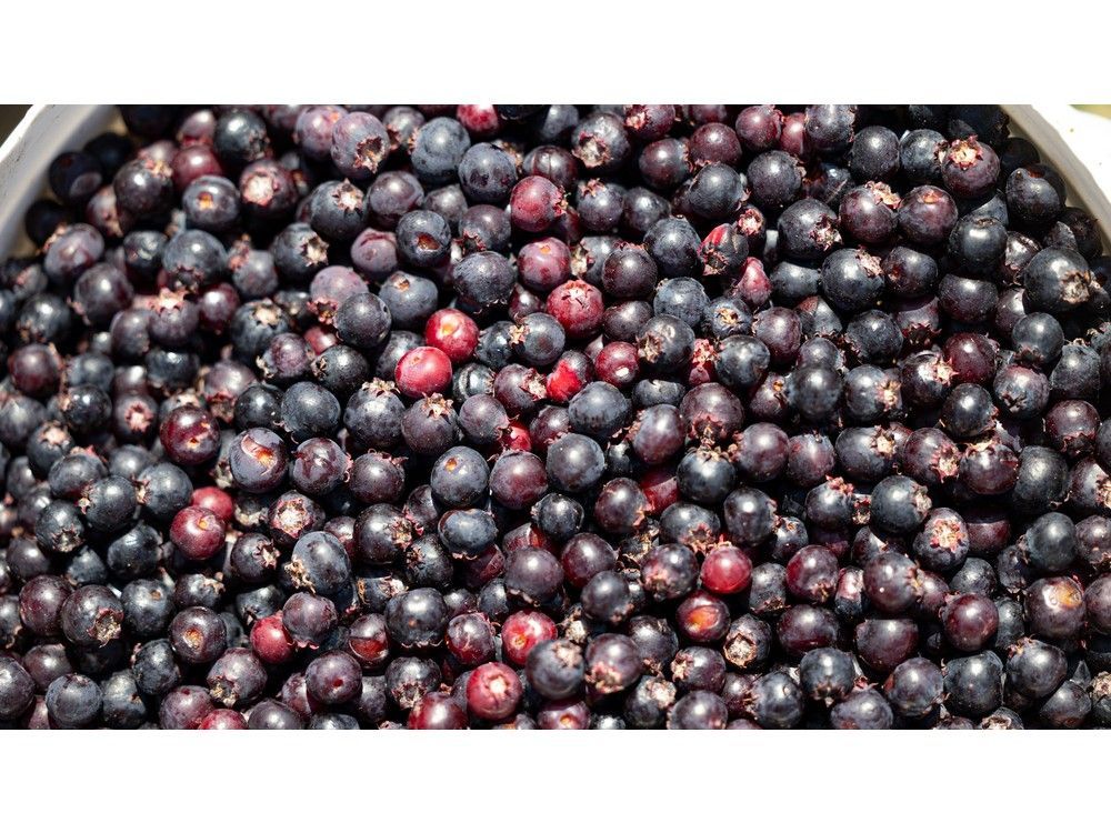 SASKATOON, SASK. - July 9, 2025 - 0710 news saskatoon berries - Saskatoon berries are ripe a week earlier than last at the the U-pick orchard at the Berry Barn. The popular summer destination offers visitors a chance to harvest the Prairie fruit fresh from the bush. Photo taken in Saskatoon, Sask. on Wednesday, July 9, 2025.