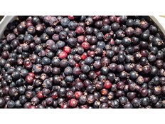 SASKATOON, SASK. - July 9, 2025 - 0710 news saskatoon berries - Saskatoon berries are ripe a week earlier than last at the the U-pick orchard at the Berry Barn. The popular summer destination offers visitors a chance to harvest the Prairie fruit fresh from the bush. Photo taken in Saskatoon, Sask. on Wednesday, July 9, 2025.