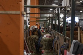 Hay is lifted into a pen where cattle are housed during the 2025 Canadian Western Agribition
