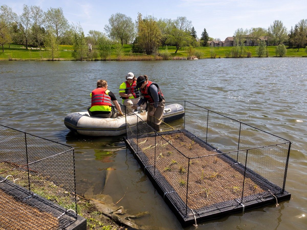 What is a 'floating wetland' and why are they being added to Regina's storm ponds?