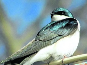 The tree swallow is the first of our Southwestern Ontario swallow species to arrive each spring.         PAUL NICHOLSON/SPECIAL TO POSTMEDIA NEWS