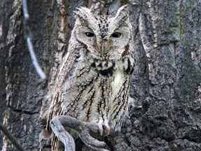 Screech Owl.