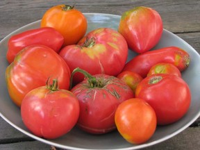 Tomato was once considered an aphrodisiac. These heirloom tomatoes were grown and harvested in New Paltz, N.Y.  (LEE REICH VIA AP)