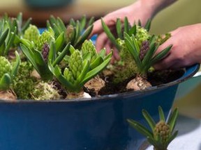 Plants don’t like to stand in water, so make sure there is proper drainage in the pots.  (www.bulb.com)