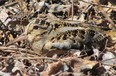 The American Woodcock is a shorebird but it prefers field or forest habitat, where it is well camouflaged. It is found by accidentally flushing it from leaf litter or by witnessing its courtship behavior. This species has returned to London’s Kilally Meadows.  

PAUL NICHOLSON/SPECIAL TO POSTMEDIA NEWS