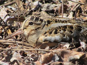 The American Woodcock is a shorebird but it prefers field or forest habitat, where it is well camouflaged. It is found by accidentally flushing it from leaf litter or by witnessing its courtship behavior. This species has returned to London’s Kilally Meadows.  

PAUL NICHOLSON/SPECIAL TO POSTMEDIA NEWS