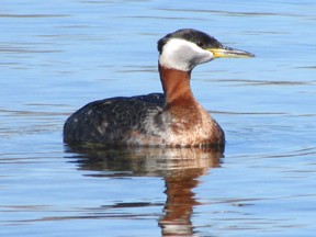 The well-named red-necked grebe is one of three grebe species that will be seen across Southwestern Ontario now. (PAUL NICHOLSON/SPECIAL TO POSTMEDIA NEWS)