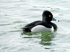 Ring-necked ducks are migrating through Southwestern Ontario now. Their numbers will increase into April. (PAUL NICHOLSON/SPECIAL TO POSTMEDIA NEWS)