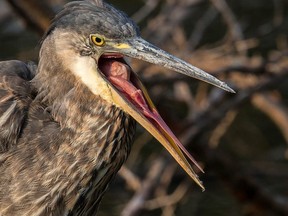 Bird’s tongues have adapted remarkably and reflect the diet of each species. This great blue heron’s specialized tongue helps it to consume fish, amphibians, reptiles, and mammals. DOMPIERRE/SPECIAL TO POSTMEDIA NEWS