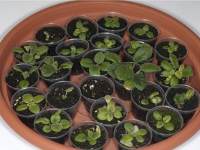 Transplanted Streptocarpella Concord Blue seedlings. (Courtesy, Calgary Horticultural Society)