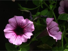 Supertunia Bordeaux (File photo)