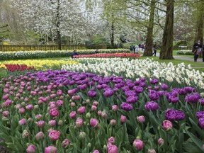 This April 14, 2017 photo provided by Martino Masotto shows a garden of tulips and other spring-flowering bulbs in the Keukenhof park in Lisse, Netherlands. (Martino Masotto via AP)