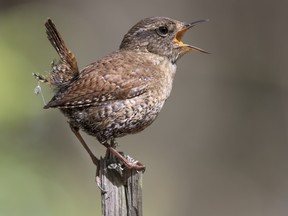 One of our best singers is the winter wren. Its call is a long, complex, bubbling series of clear bell-like notes. This species will be in Southwestern Ontario through April. 
DAN BUSBY/SPECIAL TO POSTMEDIA NEWS