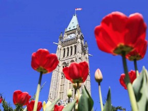 About one-million tulips will bloom on Parliament Hill in Ottawa during the Canadian Tulip Festival.