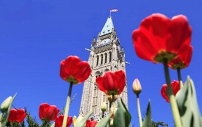 About one-million tulips will bloom on Parliament Hill in Ottawa during the Canadian Tulip Festival.