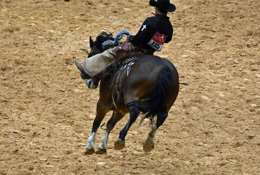 The bronc-riding competition provides lively entertainment at the
Working Ranch Cowboys Association World Championship Ranch Rodeo in Amarillo, Texas last November.


BARBARA TAYLOR/The London Free Press/Postmedia News