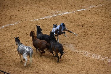 Spirited horses demonstrate their prowess ahead of the bronc riding competition at the Working Ranch Cowboys Association World Championship Ranch Rodeo in Amarillo, Texas last November. The event will be held Nov. 8-11 this year.


BARBARA TAYLOR/The London Free Press/Postmedia News