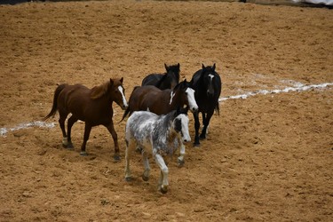 Spirited horses demonstrate their prowess ahead of the bronc riding competition at the Working Ranch Cowboys Association World Championship Ranch Rodeo in Amarillo, Texas last November. The event will be held Nov. 8-11 this year.

BARBARA TAYLOR/The London Free Press/Postmedia News