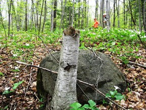 Fields of trilliums will soon be blooming in Ontario provincial parks. (Jim Fox/Special to Postmedia News)