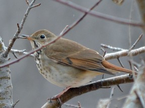 This hermit thrush was seen mid-month in Kilally Meadows, one of London’s environmentally significant areas. Its early arrival, full eye ring, and contrasting reddish tail distinguish it from other thrushes.  (Mich MacDougall/Special to Postmedia News)