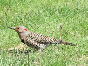 While Northern flickers can be seen or heard across Southwestern Ontario through the year, their numbers really jump in April. This species feeds on ants, so unlike our other woodpeckers, it spends a lot of time on the ground. (PAUL NICHOLSON/SPECIAL TO POSTMEDIA NEWS)