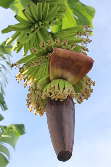 A banana plant hangs at a plantation on St. Lucia. 
JOE BELANGER/The London Free Press/Postmedia News