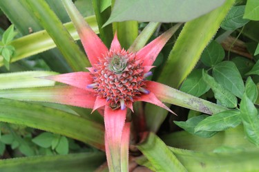 A pineapple plant grows along the Tet Paul Nature trail just outside the town of Soufrire in St. Lucia.

JOE BELANGER/The London Free Press/Postmedia News
