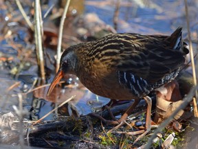 Although Virginia rails aren’t at risk, they are seldom seen in Ontario. These secretive birds prefer to poke around in dense, reedy marshes. This particular bird, however, was nonchalant about a knot of bird watchers on Rondeau Provincial Park’s Tulip Tree Trail.         MICH MacDOUGALL/SPECIAL TO POSTMEDIA NEWS