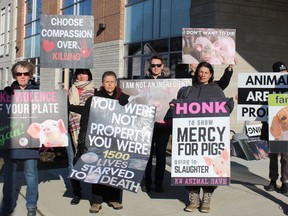 Members of KW Animal Save and London Pig Save hold a vigil outside the provincial offences court office in Simcoe on Thursday prior to the sentencing of Benjamin Stein, who earlier pleaded guilty to animal cruelty charges after 1,500 hogs died at his farm near Frogmore last year. (MICHELLE RUBY/POSTMEDIA NEWS)